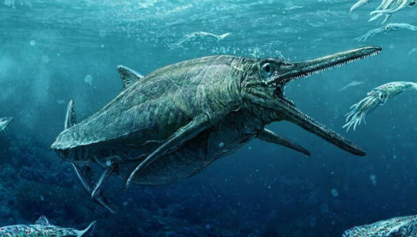 The largest 'Sea Dragon' ever seen in British waters has been found ...